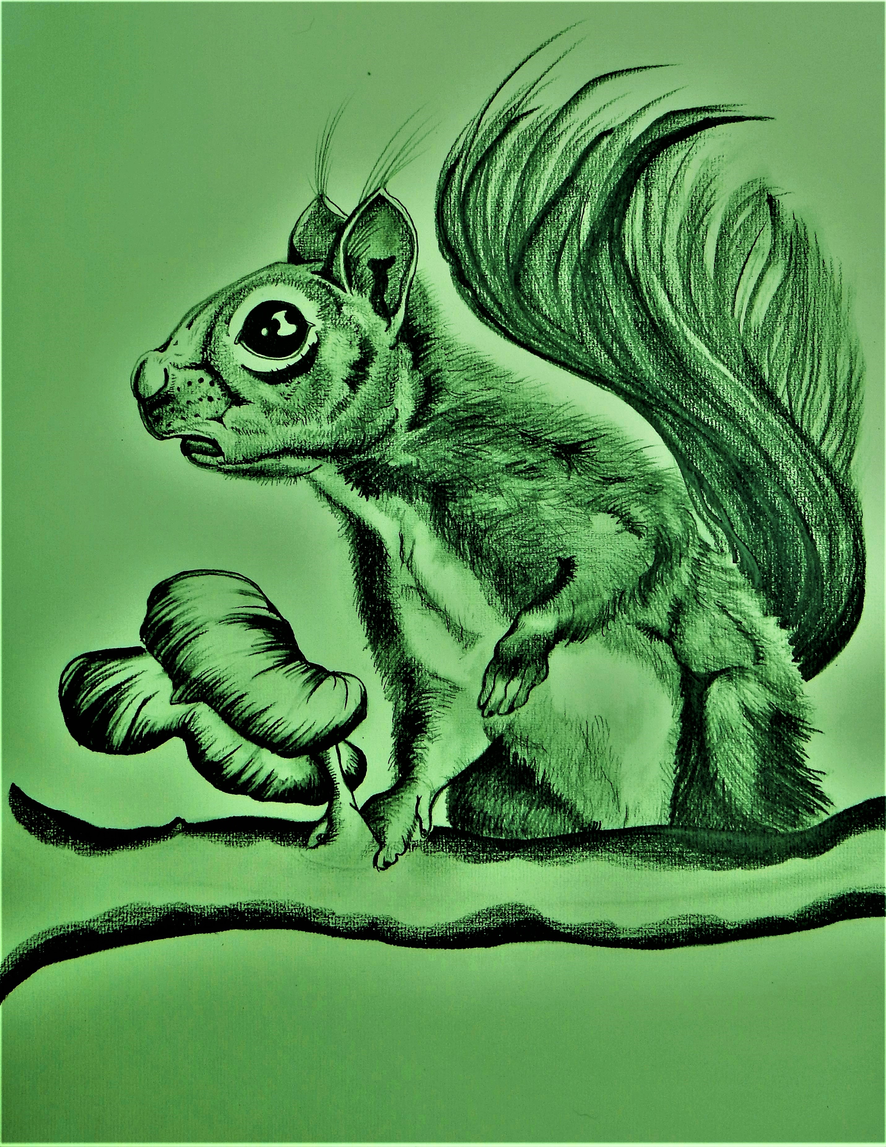 Squirrel Cartoon by Kitty Pigfish - Pigfish - Kitty Pigfish Cartoons