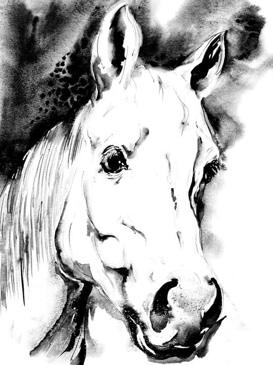 The White Horse Cartoon by Kitty Pigfish - Pigfish